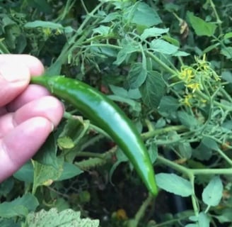 hand holding serrano pepper in front of tomato bush showing the joy of gardening