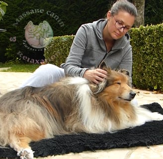 Massage canin