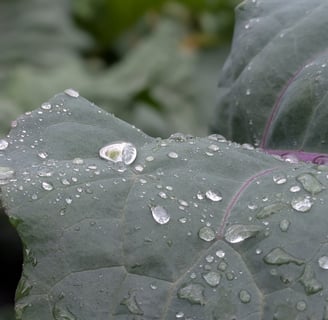 water drops on cabbage
