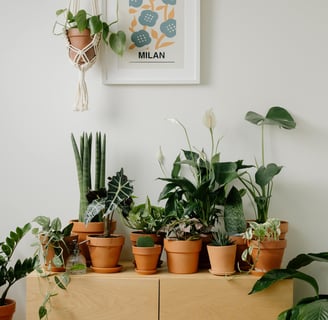 a bunch of potted plants in a room
