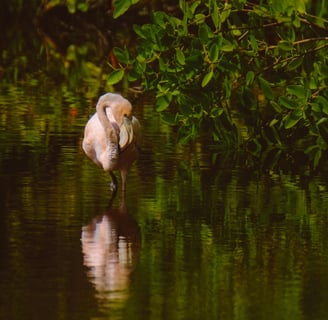 A bird standing in the water in front of mangrove trees