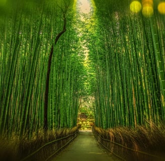 a path way through a bamboo tree lined with bamboo stalks