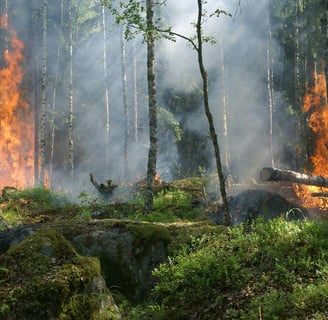 a wild fire in the woods