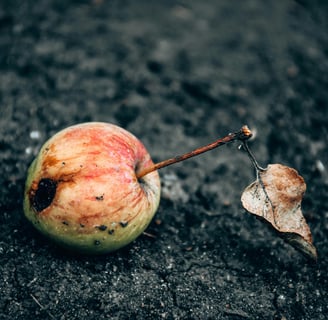 a rotten apple fruit on the ground