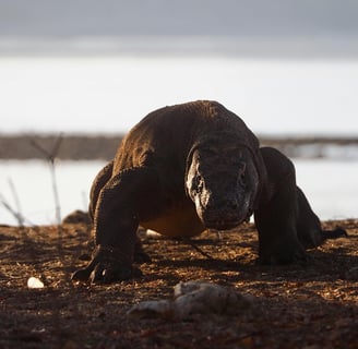 A large komodo dragon by the water