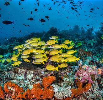 a group of fish swimming in a coral reef