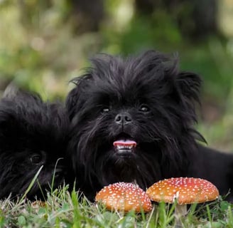 Affenpinscher, a kis termetű, de rendkívül karakteres kutyafajta