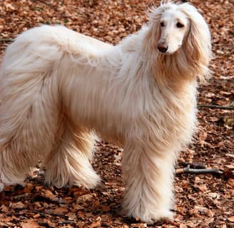 afgán agár kutyafajta