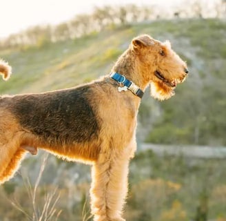 The Airedale Terrier is the largest of the terriers and is considered a popular pet in many canine c