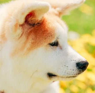 Akita Inu kutya kutya kutyafajtáról