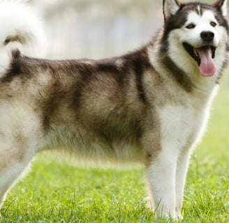 Alaszkai malamut kutyafajta