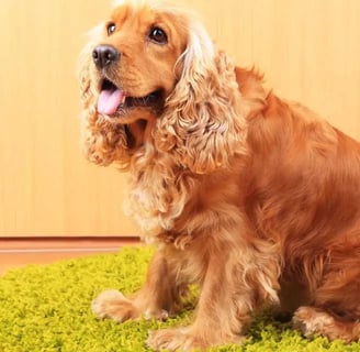 angol cocker spániel kutyafajta