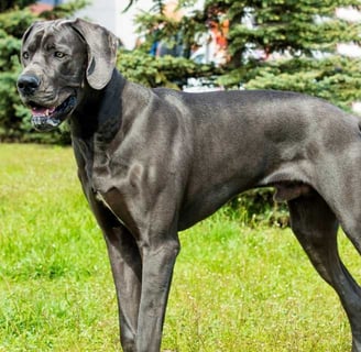 argentin dog, más néven Dogo Argentino, egy kiemelkedő és figyelemre méltó kutyafajta, amely Argentí