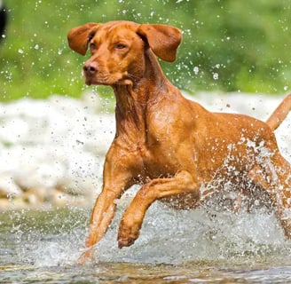 Az ariége-i vizsla, más néven ariége-i véreb, egy elbűvölő kutyafajta, amely Franciaország délnyugat