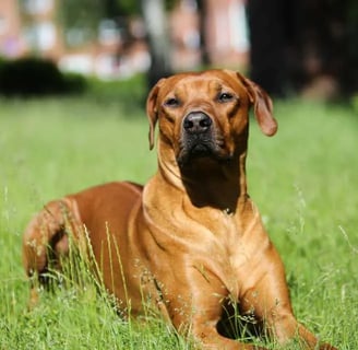 afrikai oroszlánkutya fajta