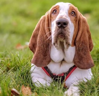 Basset Hound, Franciaországból kutyafajta