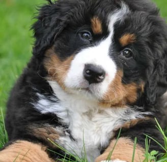The Bernese Mountain Dog, also known in Latin as the Bernese Mountain Dog, is one of the most popula