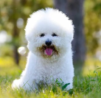 BichBichon Frisé kis kutya arányos testfelépítéssel rendelkezik.