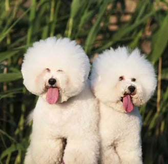 The Bichon Havanese dog breed has become increasingly popular worldwide in recent years