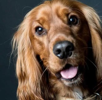 Cocker spániel kutyafajta