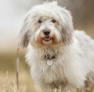 Coton de Tulear kutyafajta
