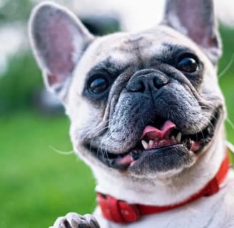 Francia bulldog kutyafajtáról.