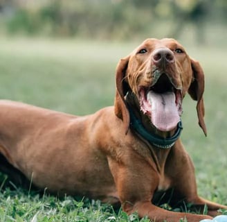 The Hungarian Vizsla is a special and elegant breed of dog that is deeply rooted in Hungarian cultur