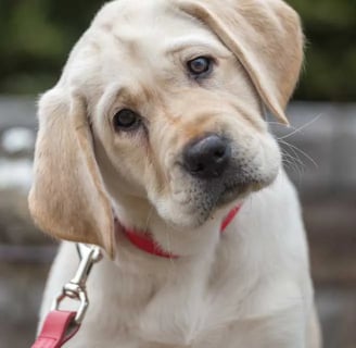 The Labrador Retriever is an extremely popular and versatile dog breed that has been one of the most