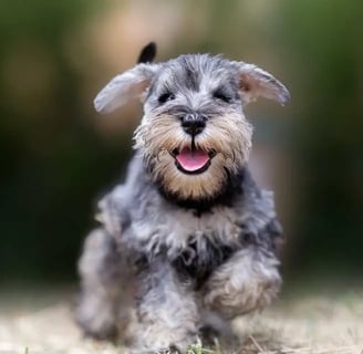 The Miniature Schnauzer is an exceptional dog breed with many traits and characteristics that make i