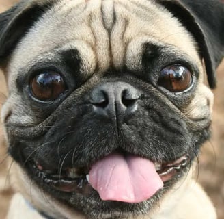 Magyarul Mopsz kutyafajtáról