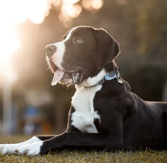 Interest in the Mudi dog breed is constantly growing