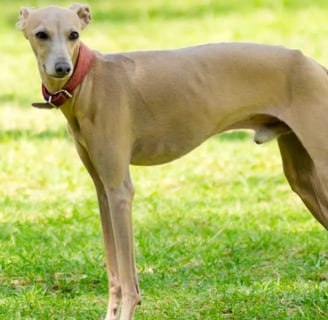 Olasz agár kutyafajtáról