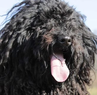 A Puli kutyafajta híres egyedi szőrzete és terelő képességei miatt. Intelligens, energikus és hűsége