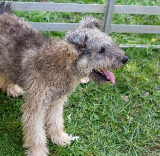 The Pumi dog breed occupies a special place in the world of dogs, as it stands out both with its spe