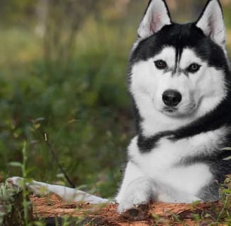 The Siberian Husky, a special breed of dog, has gained worldwide popularity due to its unique appear