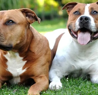 Staffordshire Bullterrier kutyafajta