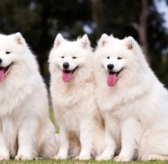Samoyed dog breed