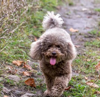 Törpe uszkár kutyafajtáról