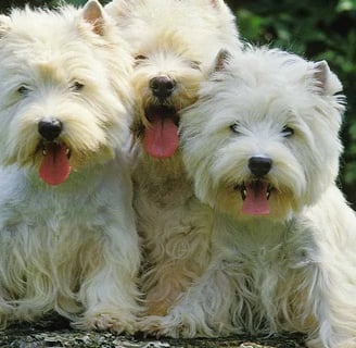 West Highland White terrier kutyafajtáról
