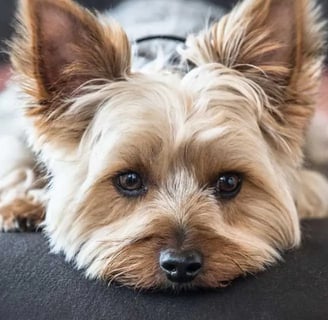 The Yorkshire Terrier, also known as the Yorkie, is a small dog breed that is particularly popular a