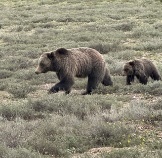 Mama Bear and Cub