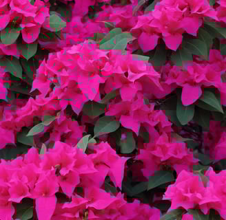 a cactus plant with purple flowers in the foreground