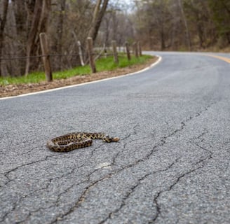 Spotted snake in the middle of a rural road. Photo by Chris Flaten