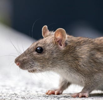 rat