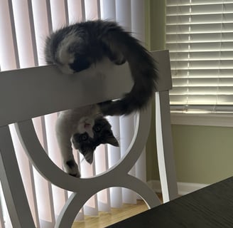 Kitten playing