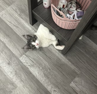kitten hiding