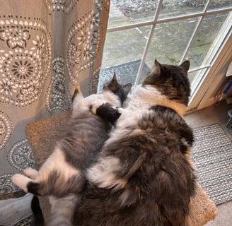 Kitten friends
