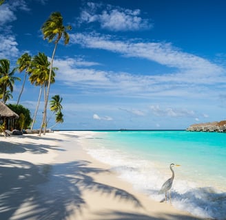 ave na praia paradisíaca em Curaçao