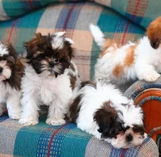 Affordable Shih Tzu puppies for sale