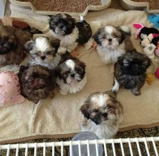 Purebred Shih Tzu puppies for sale USA